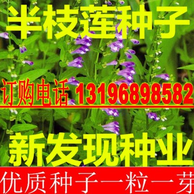 中药材半枝莲种子包邮