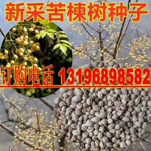 新采苦楝树种子 苦楝种子 楝树紫花树种子楝枣种子苦楝子种籽包邮