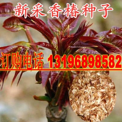 种子食用红油香椿