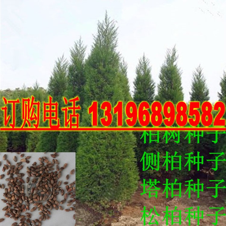 墓地种子松树圆柏包邮图片