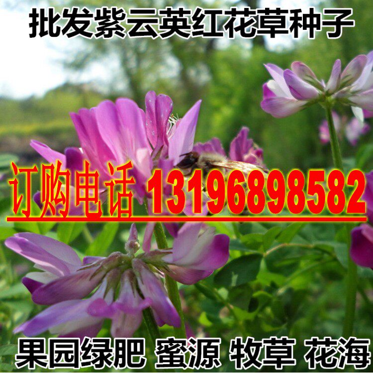 紫云英种子红花草食用野菜果园养蜂蜜源绿肥植物紫花苜蓿牧草种籽