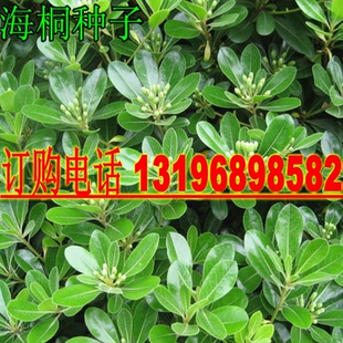 新采四季常青乔木种子 海桐种子 海桐花 海桐新种子 山矾新种子