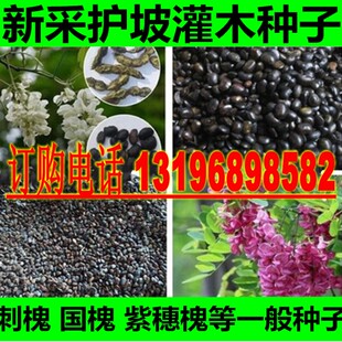 刺槐种子护坡灌木紫穗槐洋槐胡枝子狗尾草银合欢猪屎豆田菁木豆