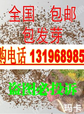 散装秘鲁黑色种子包邮