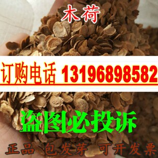 林木种子木荷种子 木荷树种 荷木 荷树种子花木种子包邮