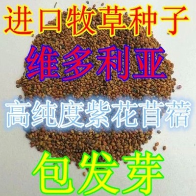 进口高产型紫花苜蓿南方牧草种子