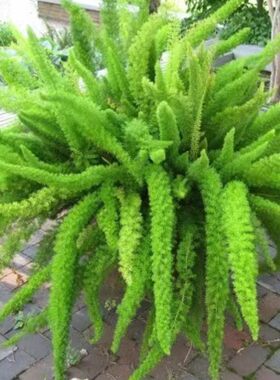 狐尾天门冬狐尾武竹狐尾天冬种子 植物阳台花卉盆栽庭院植物 种子