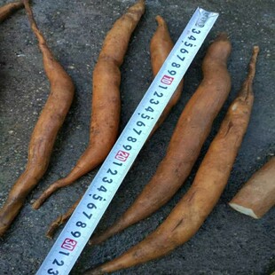 正宗云南大天冬种子种苗天门冬种子天冬种子种籽天冬种籽高产包邮