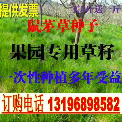 鼠茅草四季青种子抗旱果园绿肥