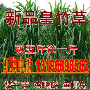 皇竹草种子 新型黄竹草巨菌草 甜象草牧草种子养牛羊猪鼠牧草包邮