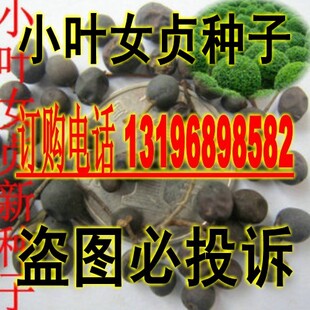 小叶女贞种子冬青 白蜡 楝青 小叶水蜡树种子 金叶 红叶 红果女贞