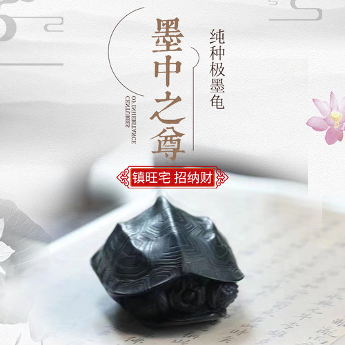 纯种全黑极墨龟正宗镇招财顶墨龟