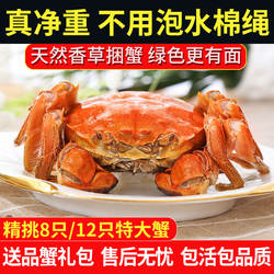 【活蟹】大闸蟹鲜活不含绳净重香草捆特大河蟹溱湖簖蟹8/12只礼盒