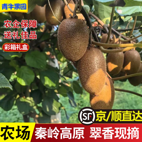 青牛果园陕西周至翠香猕猴桃