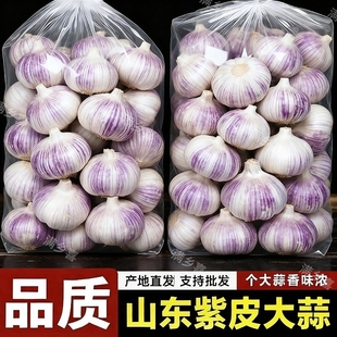 【金乡大蒜】新干蒜紫皮大蒜新鲜大蒜头红皮大蒜批发优质蒜子便宜