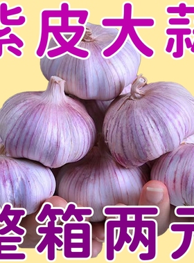 【新干蒜】山东紫皮大蒜头干蒜批发新鲜农家自种粒粒饱满品质保证