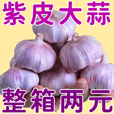 山东紫皮大蒜头干蒜批发