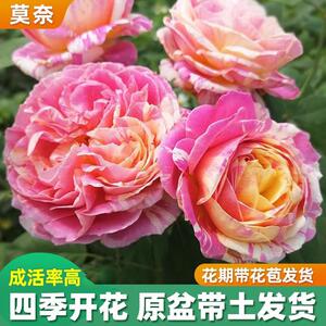 苞奈月季花苗特大花朵型盆栽玫瑰四带季花莫老桩新品欧月