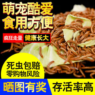 面包虫活虫活体黄粉虫鲜活小虫子虫干八哥鹦鹉鸟食仓鼠蜘蛛龙鱼食