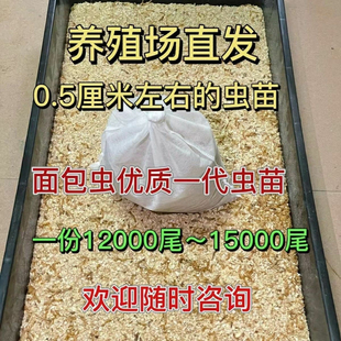 黄粉虫一代虫卵面包优质虫种面包虫种虫活体邮包技术活包活虫苗