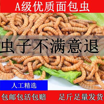 面包虫活虫黄粉虫鲜活体