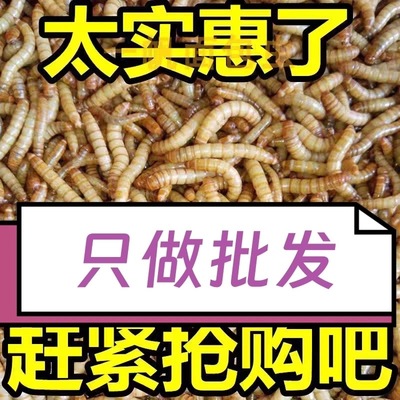 【批发】面包虫活活虫体黄粉虫鲜活小虫子八哥鸡饲料鸟食仓鼠蝎子