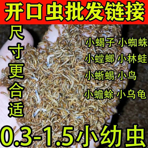 0.3cm特小面包虫蟾蜍开口虫小虫子黄粉虫活体蜘蛛守宫石蛙虫苗