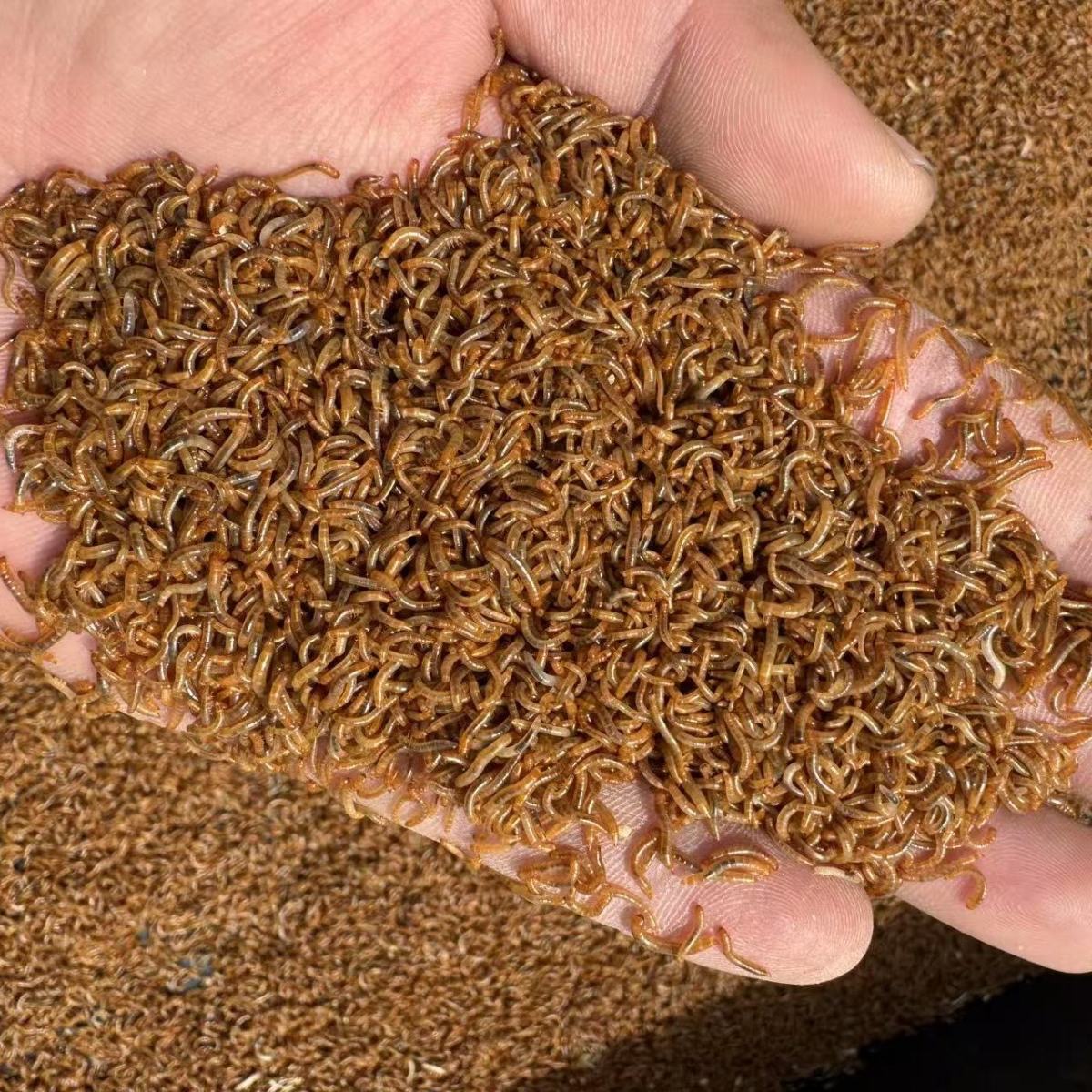 1.5-2cm特小面包虫蟾蜍开口虫小虫子黄粉虫活体蜘蛛守宫石蛙虫苗