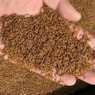 1.5 2cm特小面包虫蟾蜍开口虫小虫子黄粉虫活体蜘蛛守宫石蛙虫苗