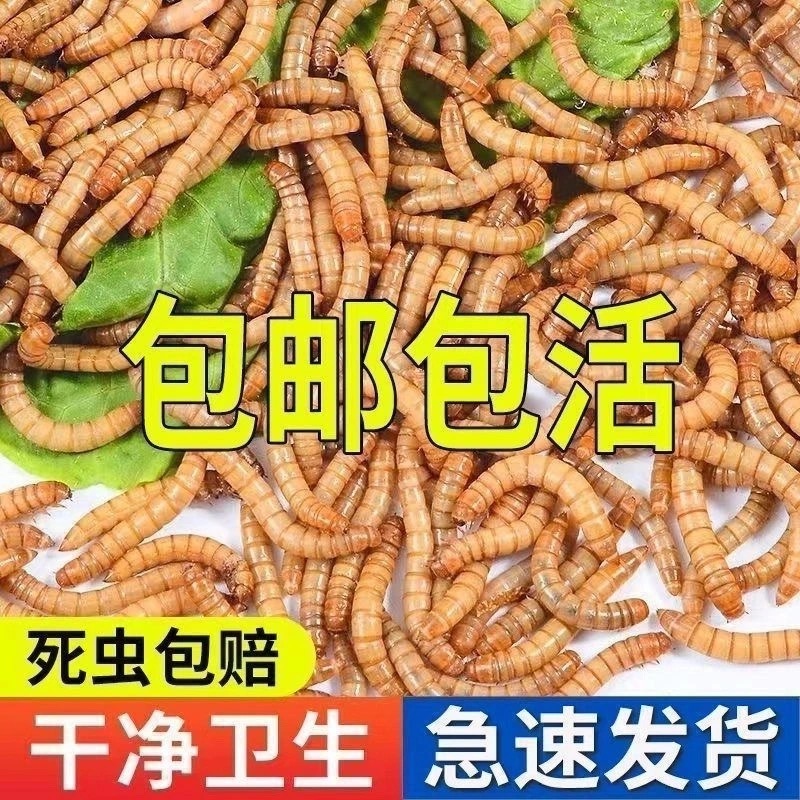 【包活到家】面包虫活虫体黄粉虫鲜活虫子八哥芦仓鼠蝎子林蛙一斤