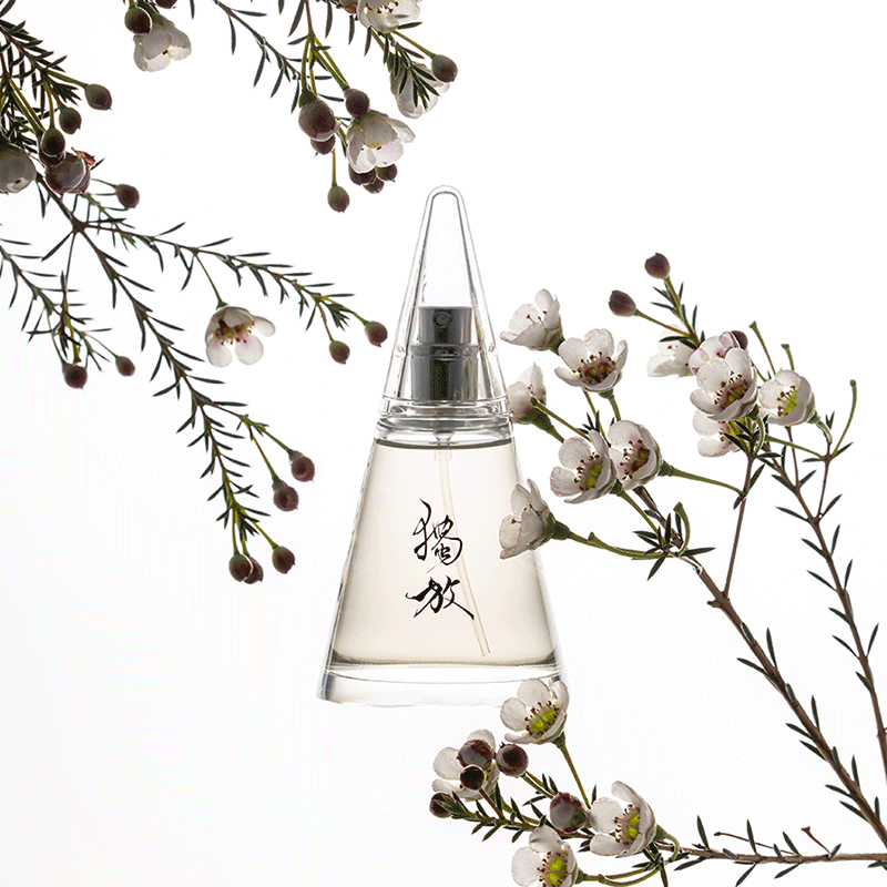 春风十里独放腊梅花香水持久留香