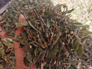 云南山区农村正宗松树寄生草寄生茶老树切碎带松枝干货寄生茶包邮