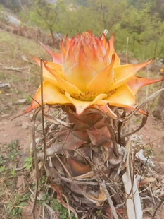 云南地涌金莲带花苞千瓣莲花云南大型花卉植物可室内室外易栽易活