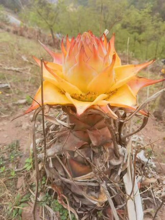 云南地涌金莲带花苞千瓣莲花云南大型花卉植物可室内室外易栽易活