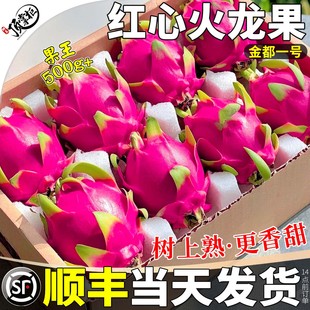 顺丰广西金都一号红心火龙果新鲜10斤水果特大果礼盒当季整箱包邮