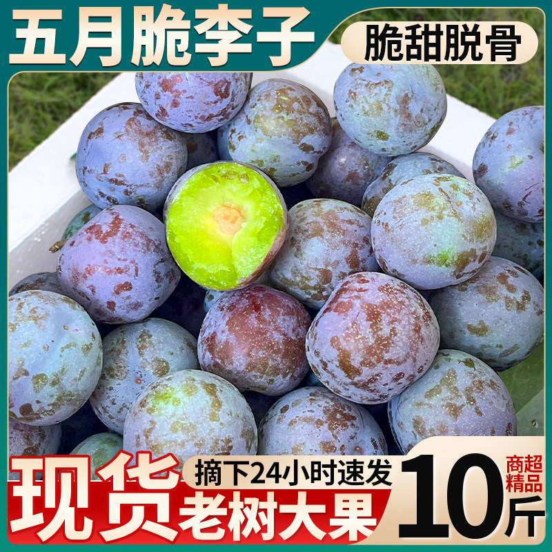 现货|四川五月脆李子|脆甜