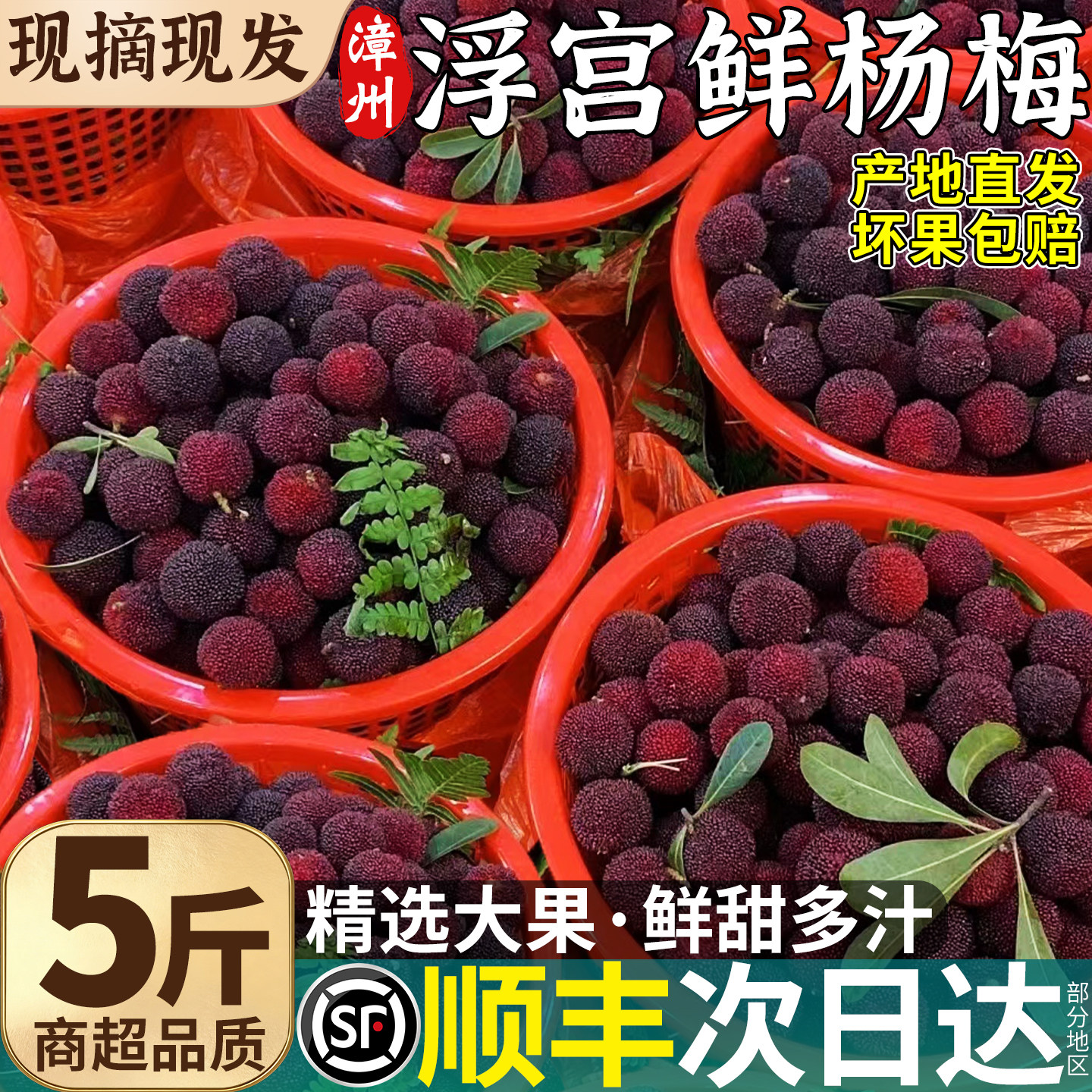 顺丰正宗漳州浮宫杨梅新鲜现摘现发应季水果整箱包邮专用泡酒大果