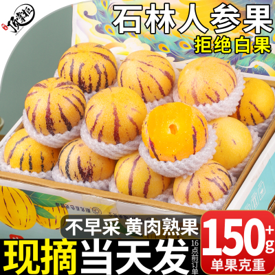 现货当天发|人参果黄肉|礼盒装