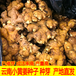 云南小黄姜种子种苗老姜黄姜新姜罗平姜种土姜老 出芽率高成活高