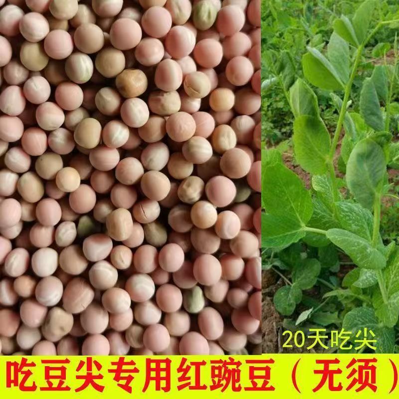 红豌豆尖种子新鲜红豌豆粒红豌豆尖老品种豆尖无须豆尖专用种子