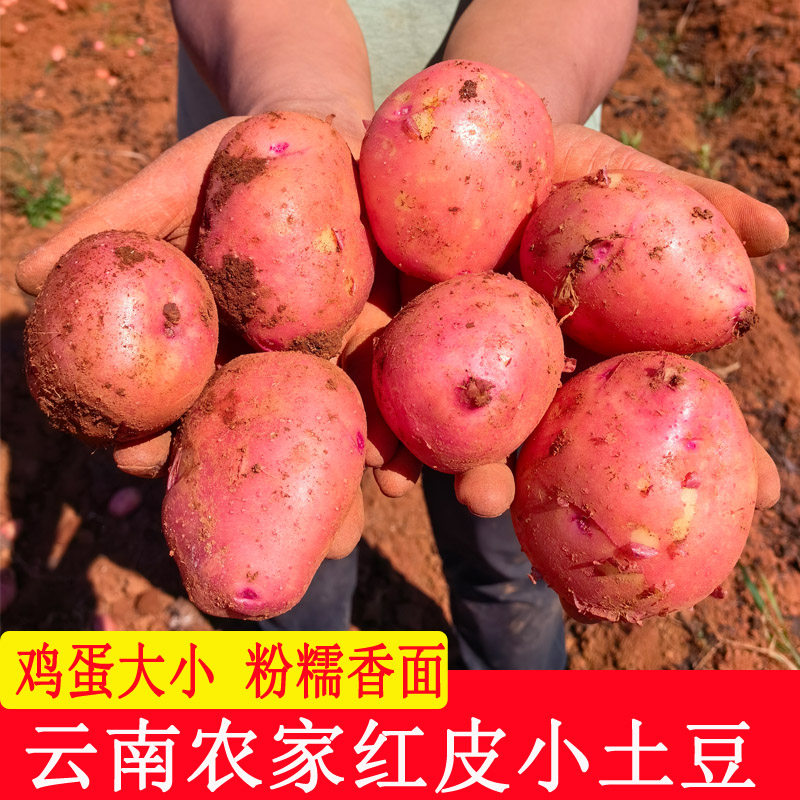 云南新鲜红皮小土豆农家种植