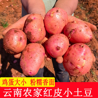 云南新鲜红皮小土豆农家种植