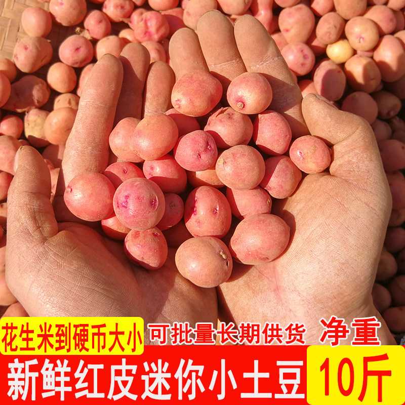 云南小土豆红皮土豆迷你小土豆农家小土豆洋芋马铃薯农家种植9斤