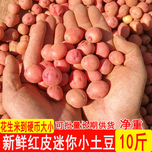 云南小土豆红皮土豆迷你小土豆农家小土豆洋芋马铃薯农家种植9斤