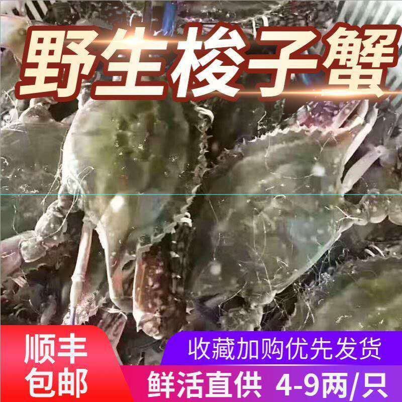 舟山东海梭子蟹鲜活大蟹新鲜非冷冻海鲜螃蟹超大海蟹水产