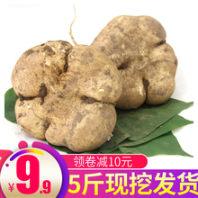 新鲜凉薯白地瓜蔬菜水果豆薯农家现挖沙葛根番薯非红香薯马蹄萝卜