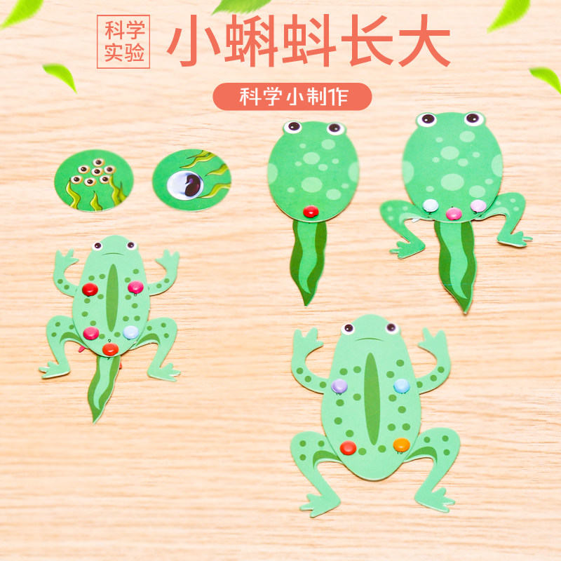 科技小制作蝌蚪长大了stem教具青蛙变化过程学生科学实验自制发明