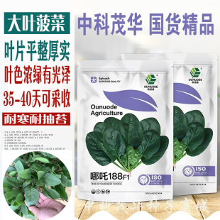 大叶菠菜种子哪吒杂交菠菜种子速生家庭院阳台热耐寒越冬种子 四季
