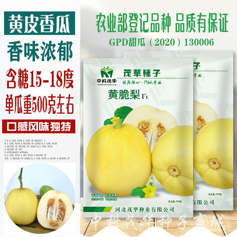 中科茂华杂交 黄脆梨黄皮白肉甜瓜种子 超甜抗裂薄皮厚肉香瓜种子