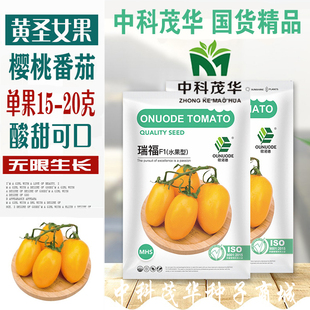 瑞福黄红圣女果种孑夏日阳光薄皮超甜樱桃小番茄阳台盆栽瓜果种子